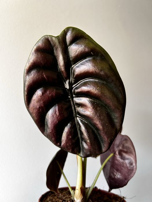 Alocasia Red cuprea secret