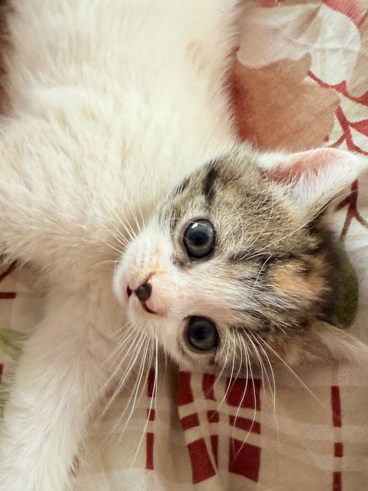 Котики в добрі руки