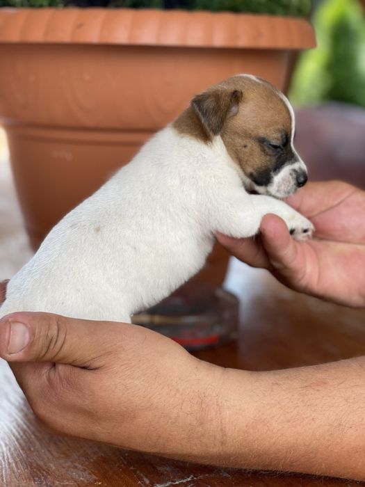 Малятка джеки