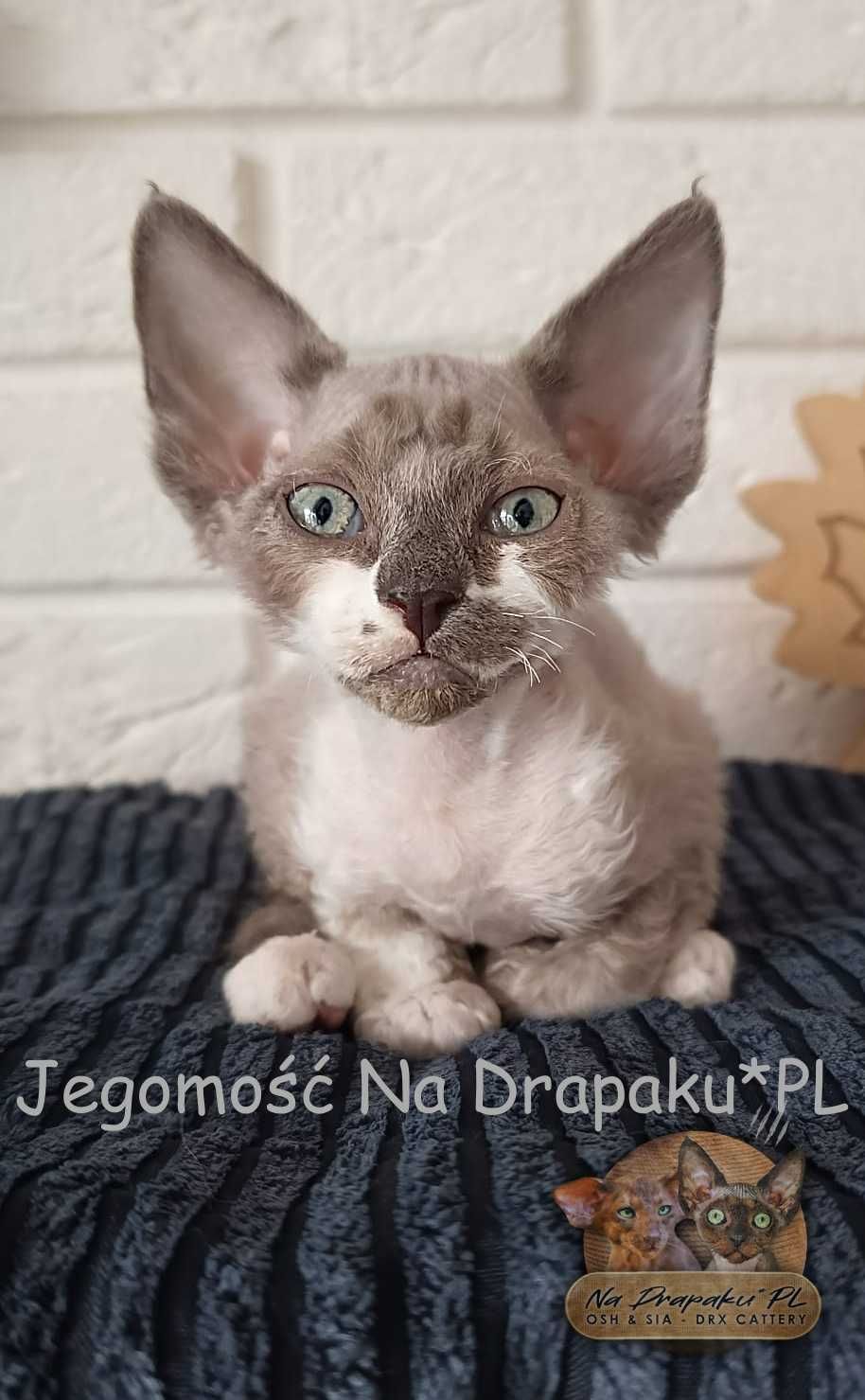 Jegomość Na Drapaku*PL kocurek niebieski point z białym