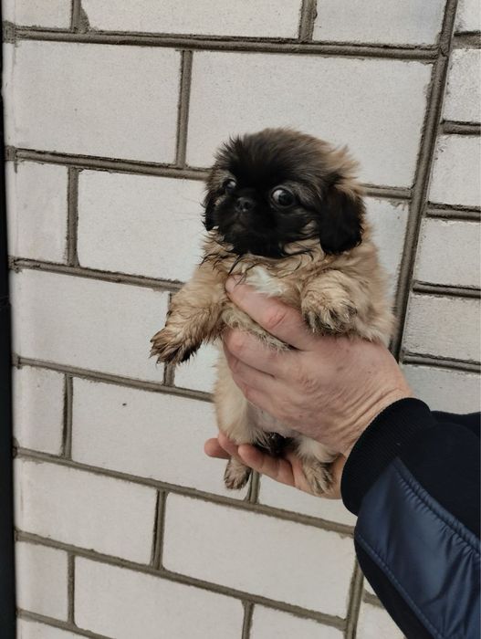 Продам цуценят Пекінесиків