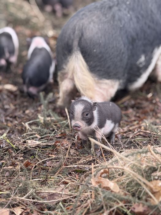 Vendo porcos vietnamitas