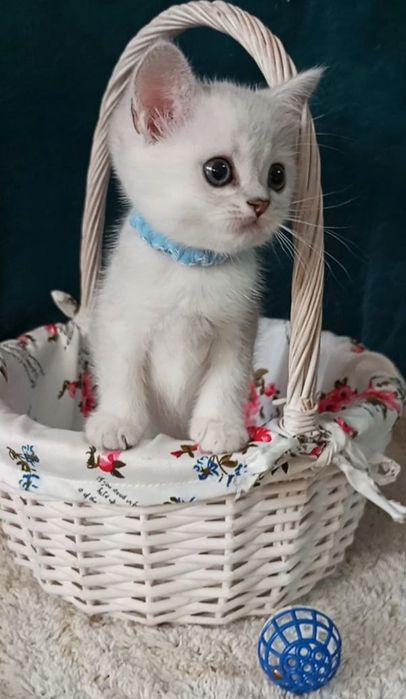 Котенок : Милый котошиншилленок.