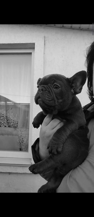 Шикардосні бульки чекають батьків