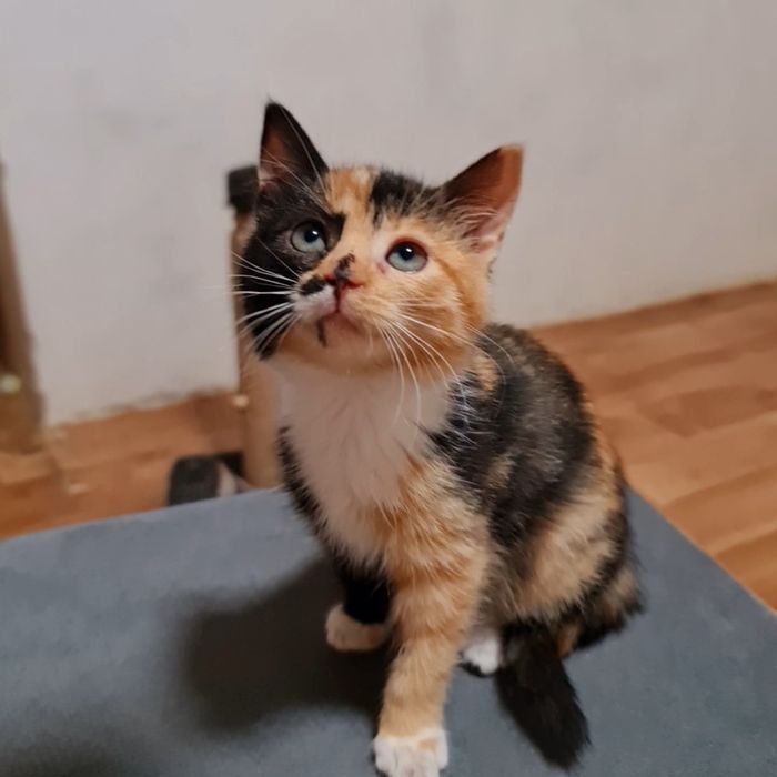 Кошеня 2 місяці трьохмастна дівчинка