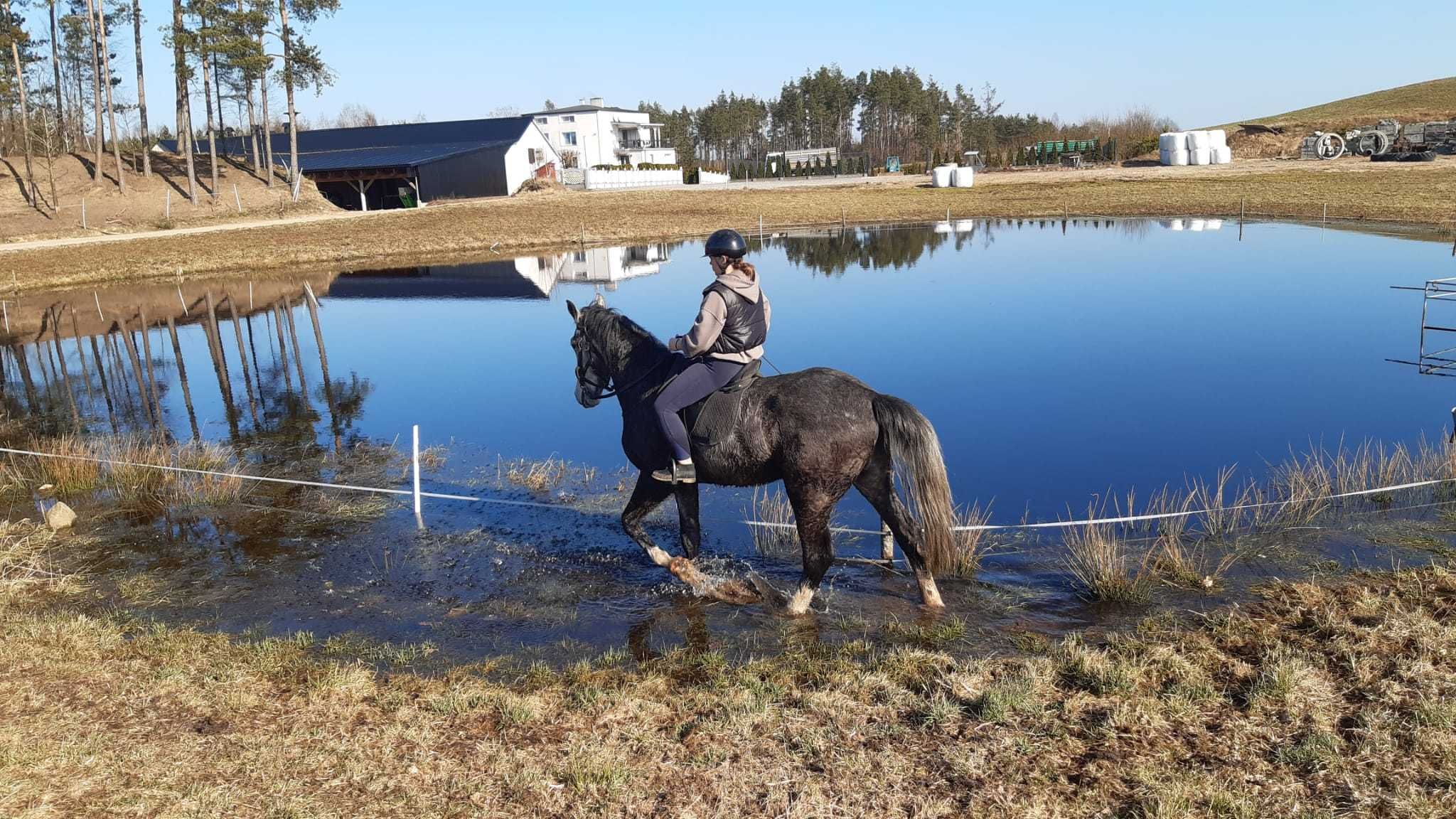 Wałach Polski koń sportowy 4.5 roku. Zaprzęg, siodło. 175cm