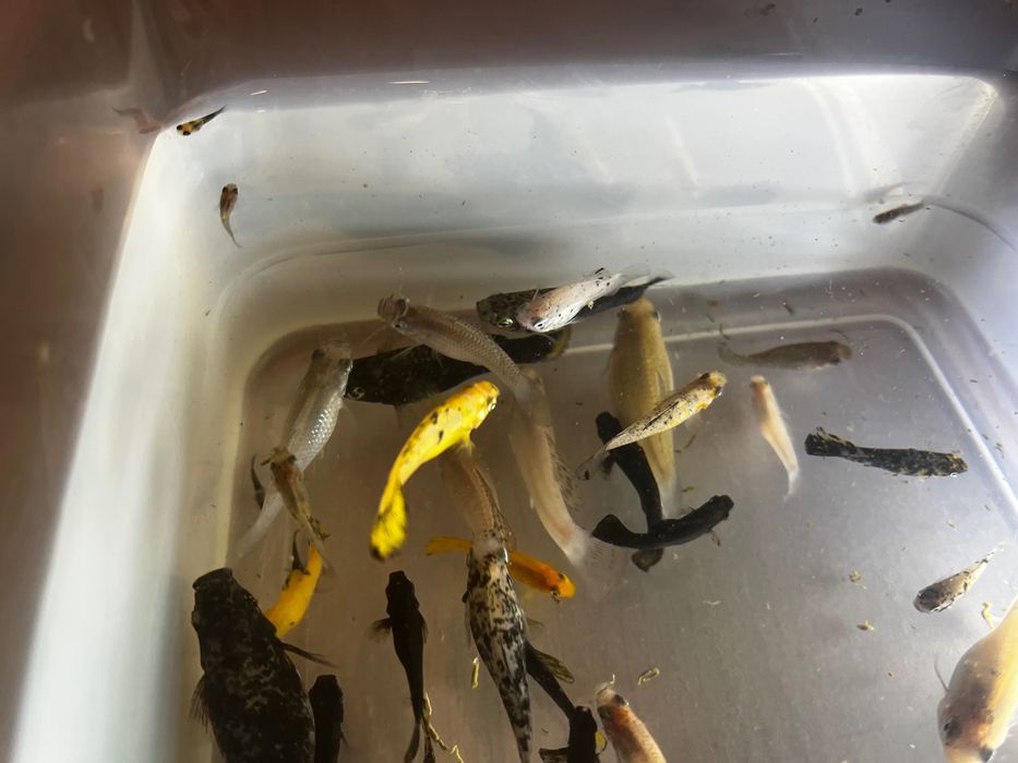 (Já estão todos prometidos) Peixes molly/platy