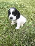 Cocker spaniel angielski - samiec blue roan