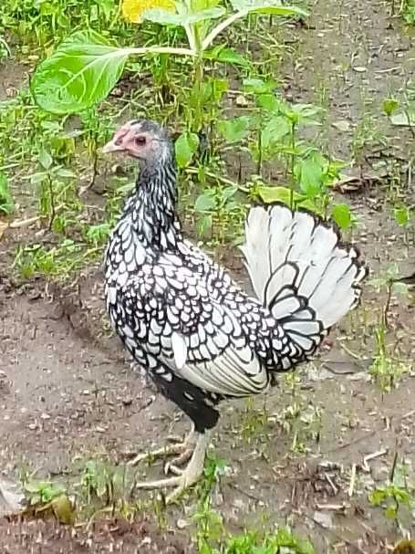 Fêmeas da raça sebright