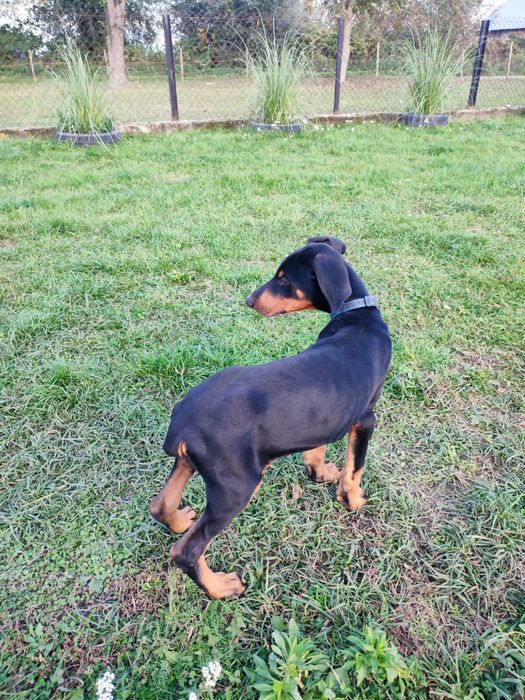 Doberman szczeniaki