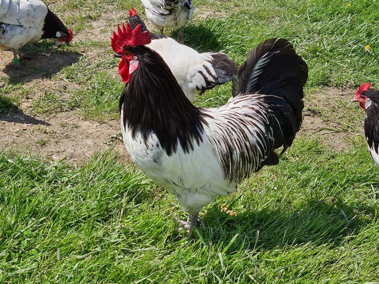 Sprzedam jaja lęgowe pięknych kur lakenfelder z własnej hodowli jajka