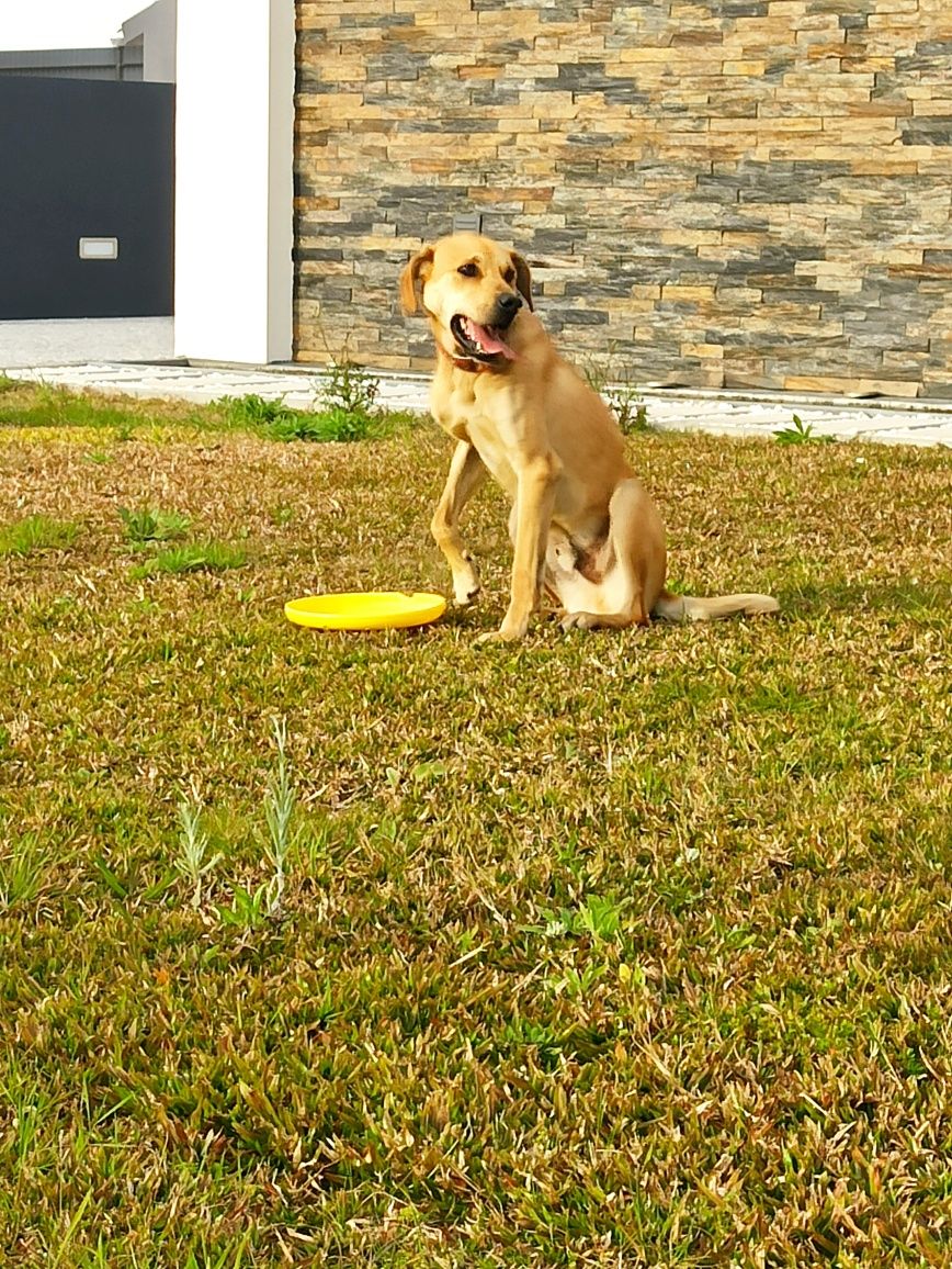 Cão jovem castrado