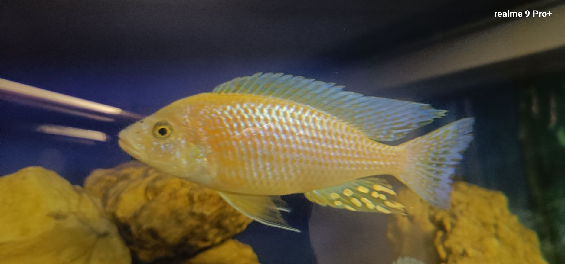 Aulonocara fire fisch iceberg