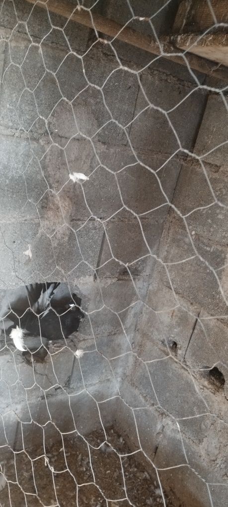 Vendo pombas de leque