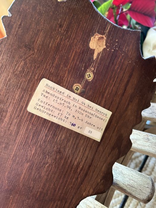 Trofeum myśliwskie/łowieckie jeleń/kozioł z opisem