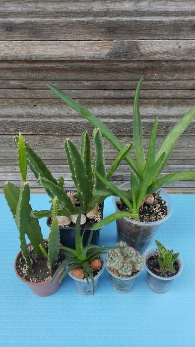 Сансавієрія Грандіс.