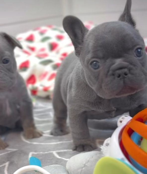 Малиш чісто блакитний.