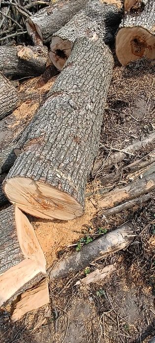 Стовбур груші, горіха, абрикоси