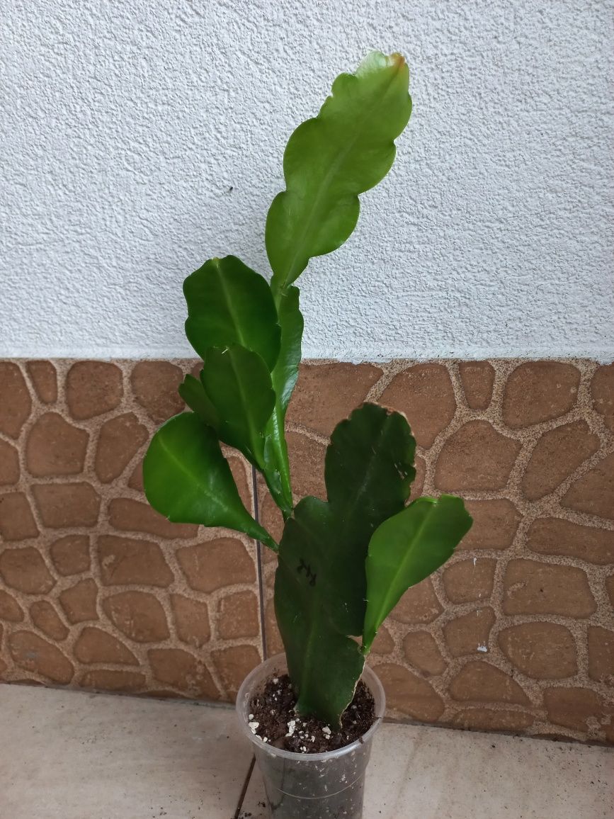 Epiphyllum kaktus kwitnący