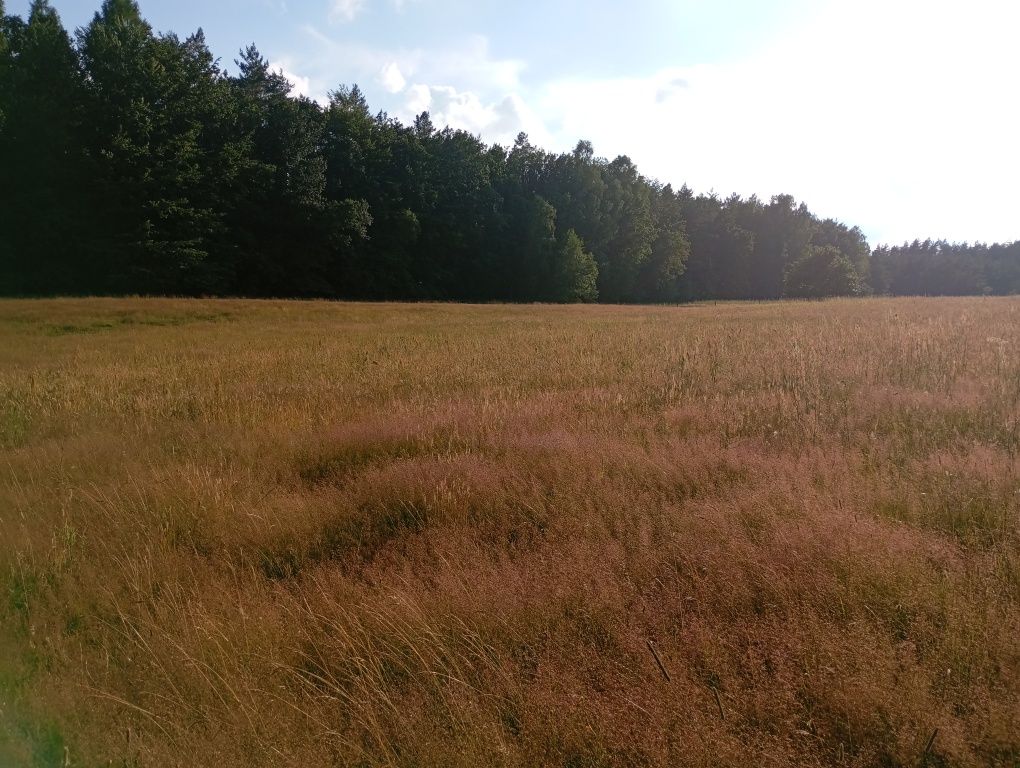 Oddam trawę do skoszenia 3 ha