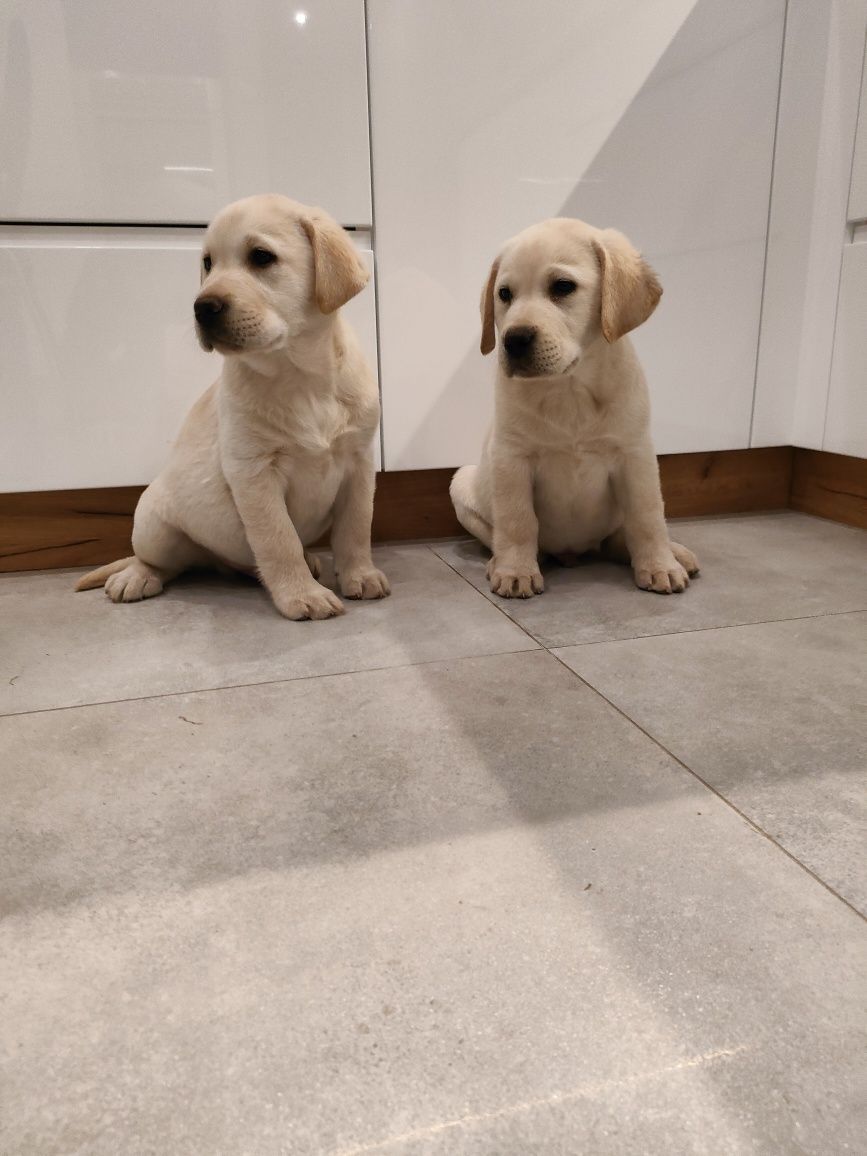 Labrador retriever