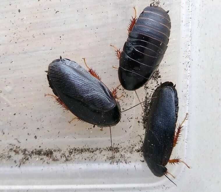 Karaczany (Pycnoscelus Nigra) 10 sztuk