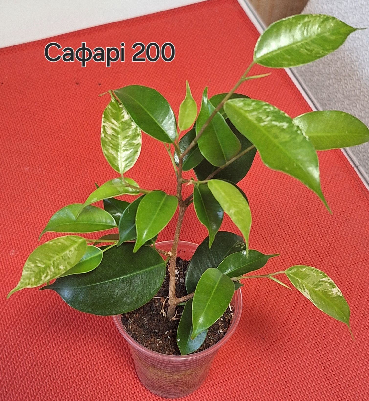 Продам фікус Сафарі