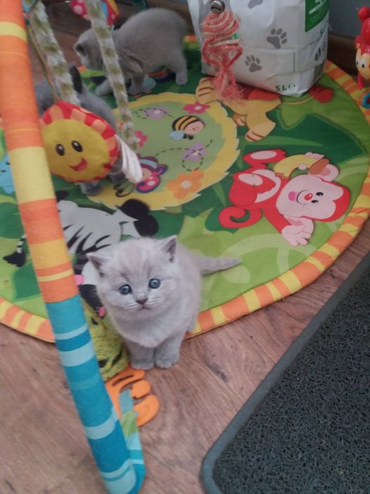 Kotka brytyjska liliowa