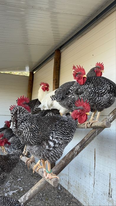 Galos e galinhas Pedrês Portuguesa