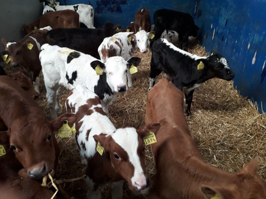 Cielaki Byczki, Jałówki Mięsne, mix ras Cielęta dowóz, raty