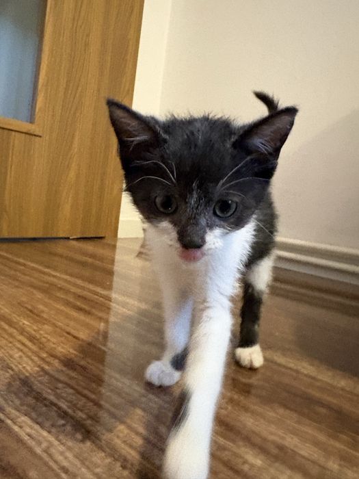 Kociątka do adopcji - siostry Burza i Zamieć