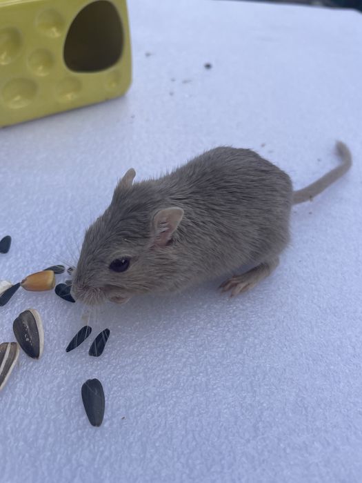 Песчанка піщана миш песчаная мышь хомяк