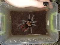 Паук Brachypelma vaga корм ,террариум