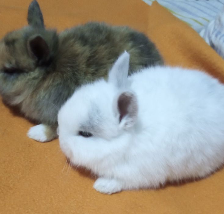 Кролик Нидерландский карлик.