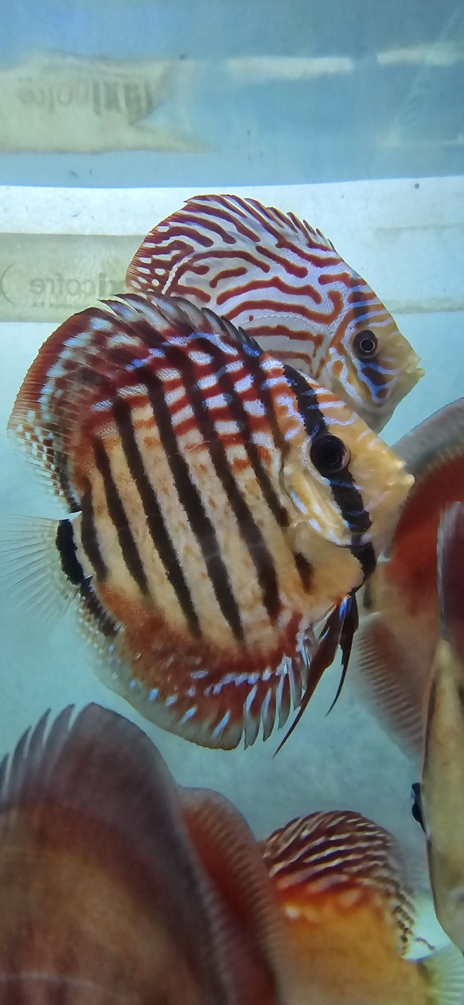 12 discus 400€ 11 a 19 cm