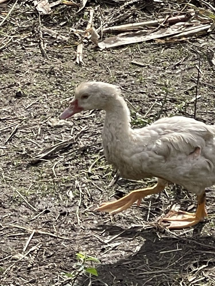 Patos para venda da quinta