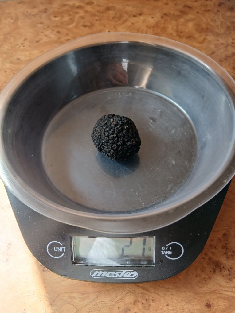 200g Letnich Trufli. - Prosto z Włoch. Tuber Aestivum.