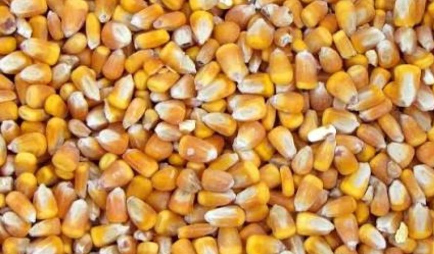 Kukurydza ziarno, transport.