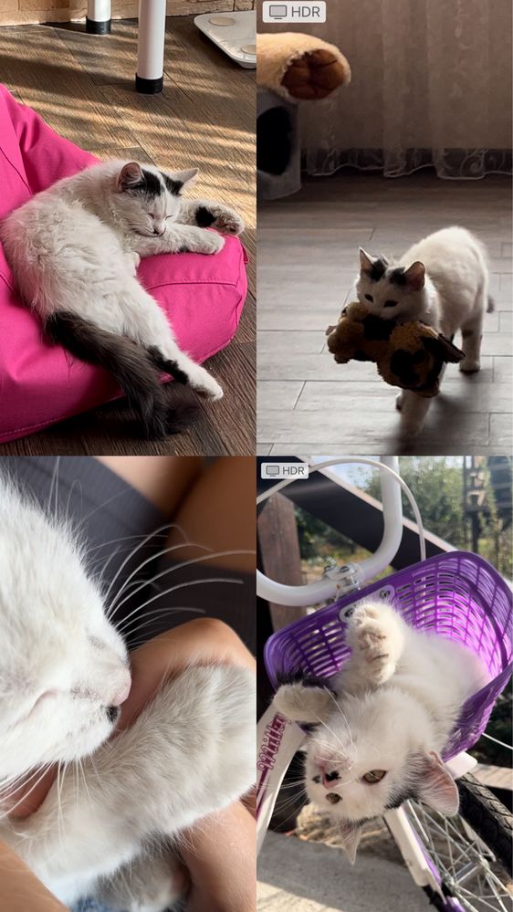 Кошенята котики кішечка кіт котята