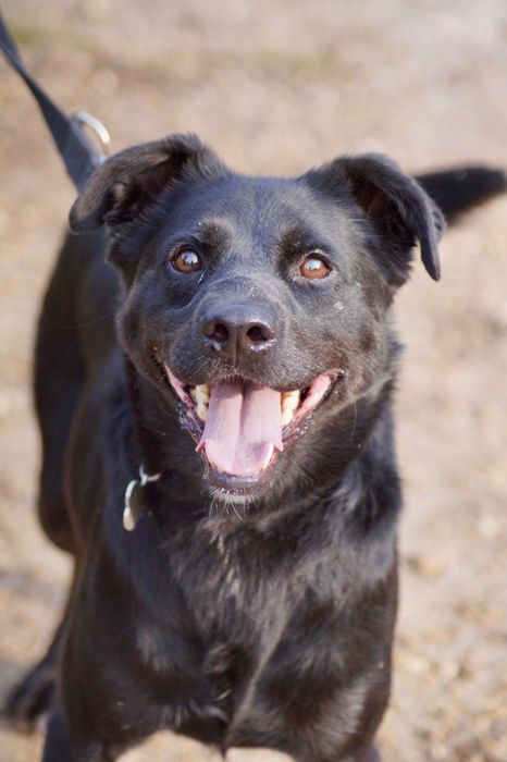 Gucio- wierny i łagodny pies szuka domu