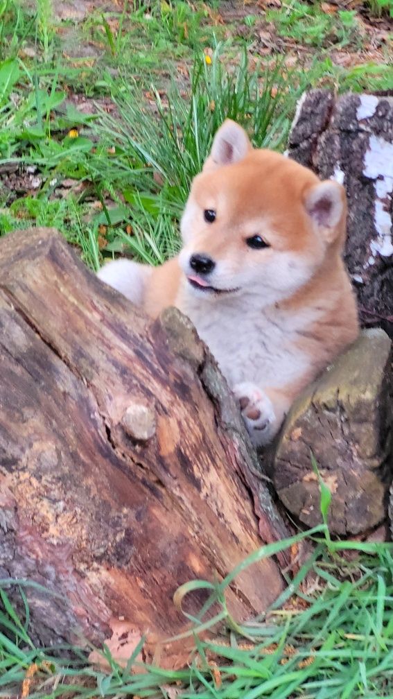 Shiba inu wzorcowa suczka