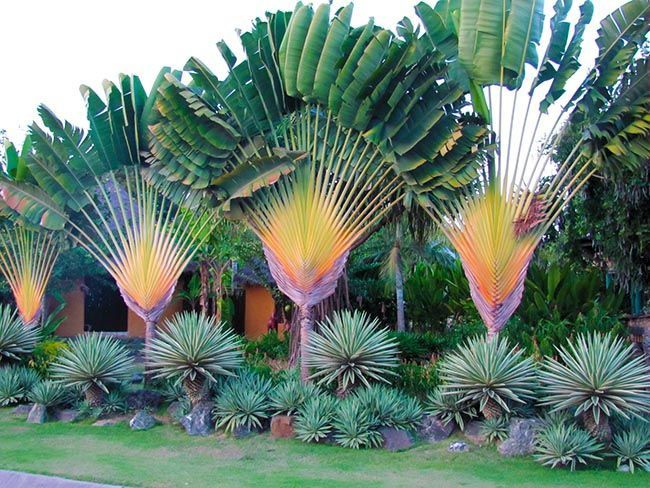 Palmeiras do Viajante Ravenala madagascariensis