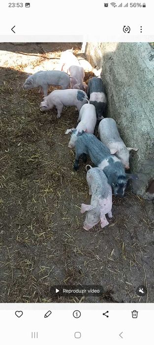 Leitoes para criar ou assar