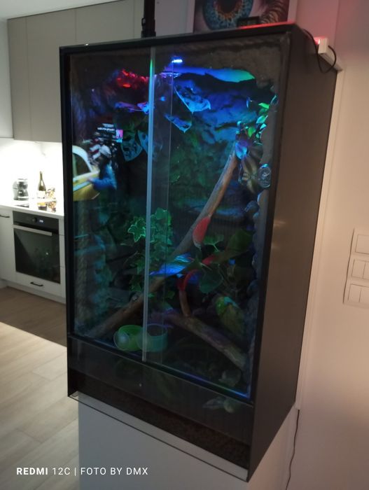 Gotowe Terrarium z zamieszkującym Gekonem Orzęsionym