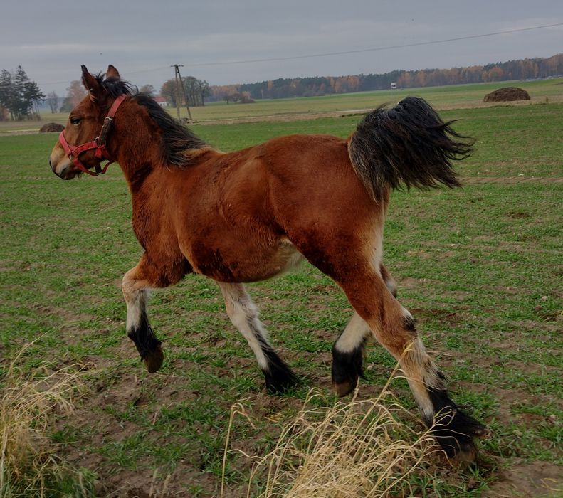 Odsadek belg arden zimnokrwisty