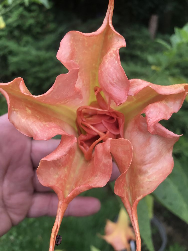 Iochroma filetowa  lub biala