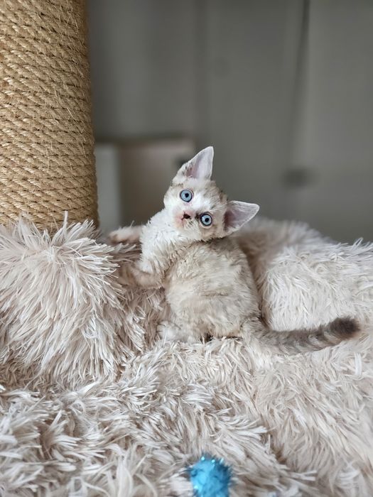 Kocurek Devon Rex czarny point