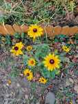 Rudbekia owłosiona sadzonki