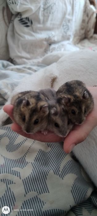 Джунгарики 20 вересня безкоштовно!!