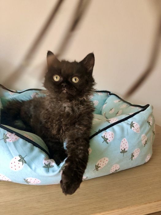 Selkirk rex kotka Rita